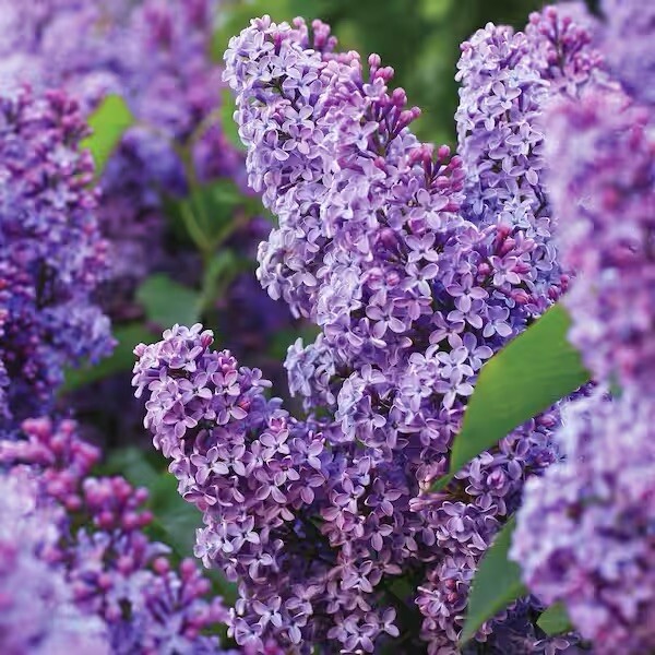Purple Liliac bonsái starter Live tree seedling 9 to 11 inches)
