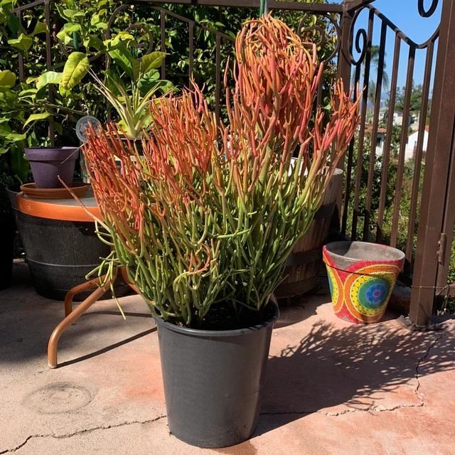 2 LARGE 20″ Cuttings Firestick Pencil Thornless Euphorbia Tirucalli Succulent