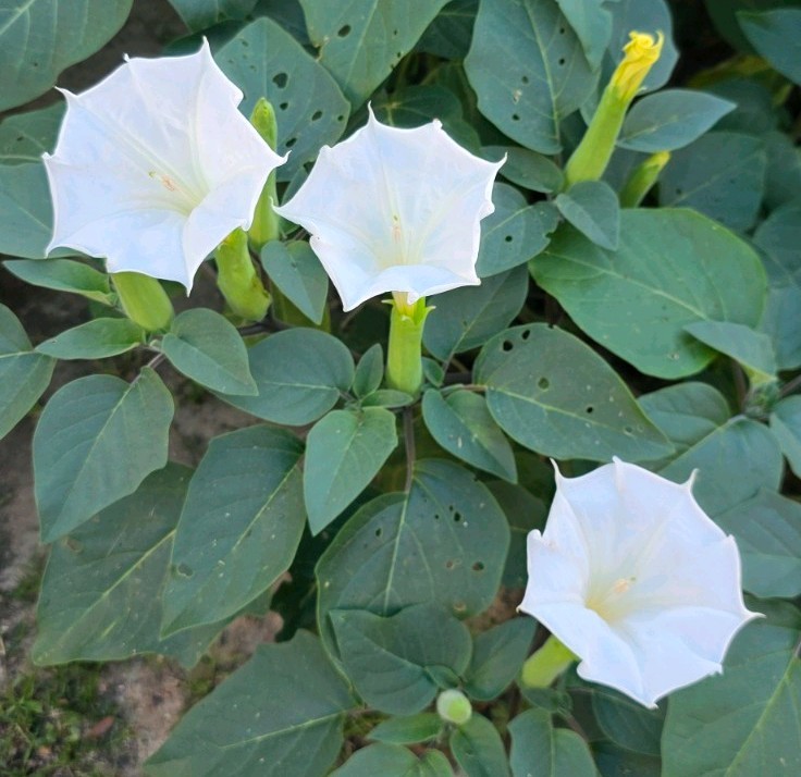 Datura wrightii plant seeds moonflower bush type flowers