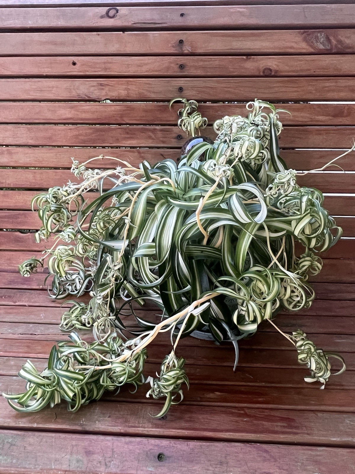 Variegated Bonnie Curly Spider Chlorophytum Comosum 2 Live Plant Babies Cuttings