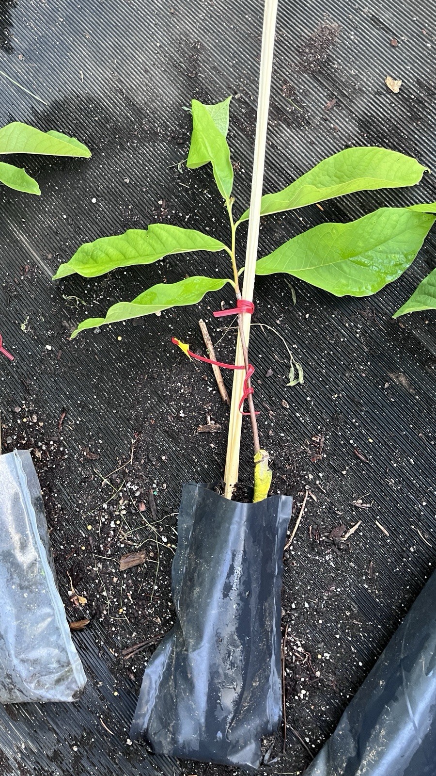 Asimina triloba ‘Sunflower’, grafted 3-6 inches tall plant (Poor Man’s Banana)
