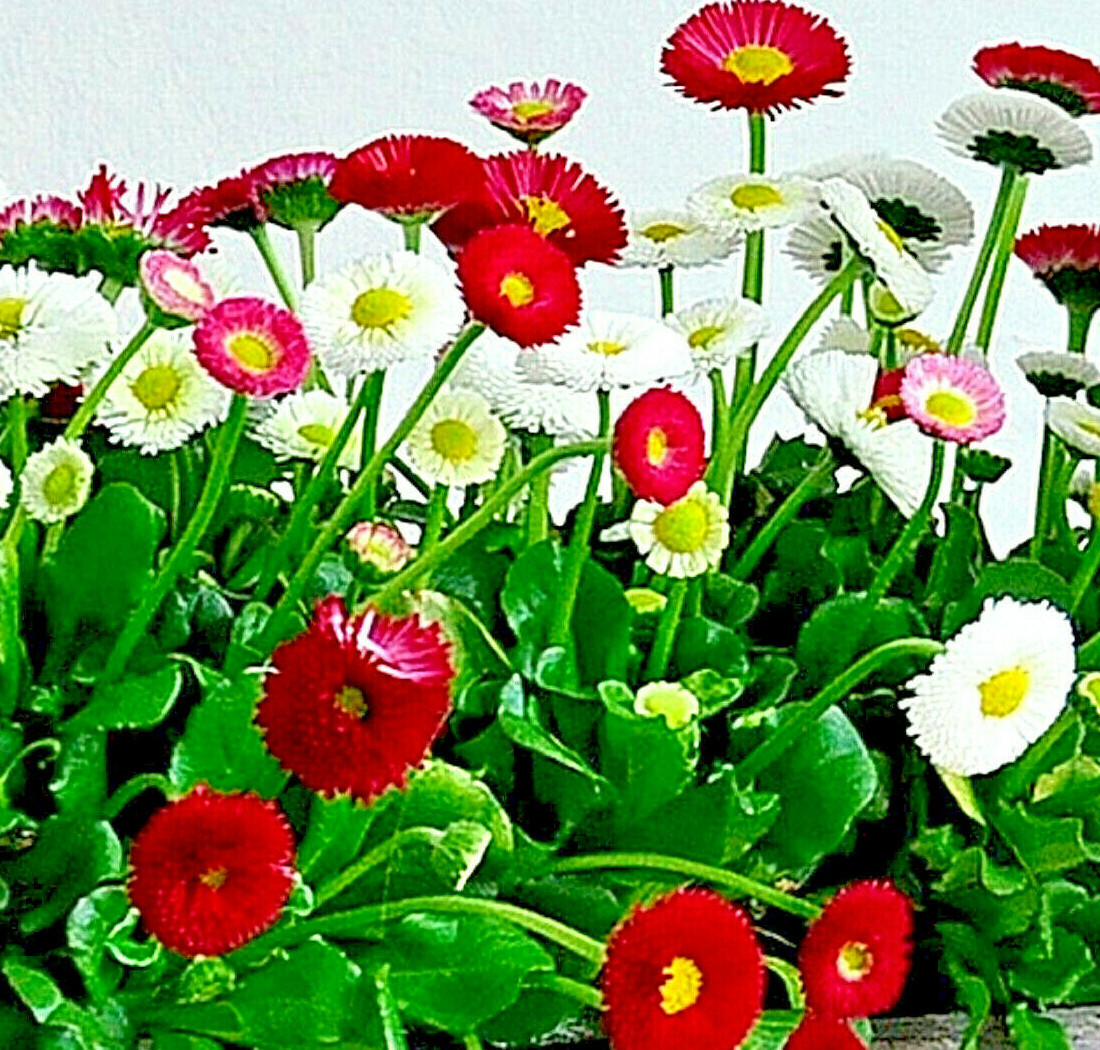 200 Bellis Perennis Super Enorma Flower Seeds (Mix) | English Daisy | Medicinal
