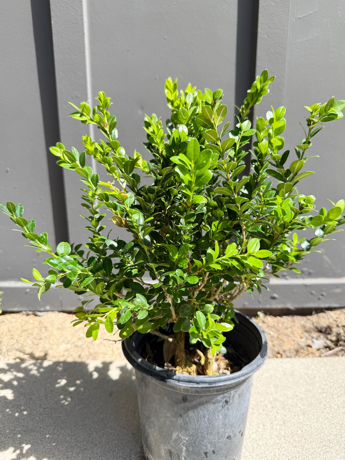 Green Beauty Boxwood, 1 Gallon Pot, Evergreen Hedge Shrub