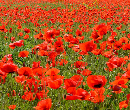 RED CORN POPPY AMERICAN LEGION Papaver Rhoeas – 75,000 Bulk Seeds