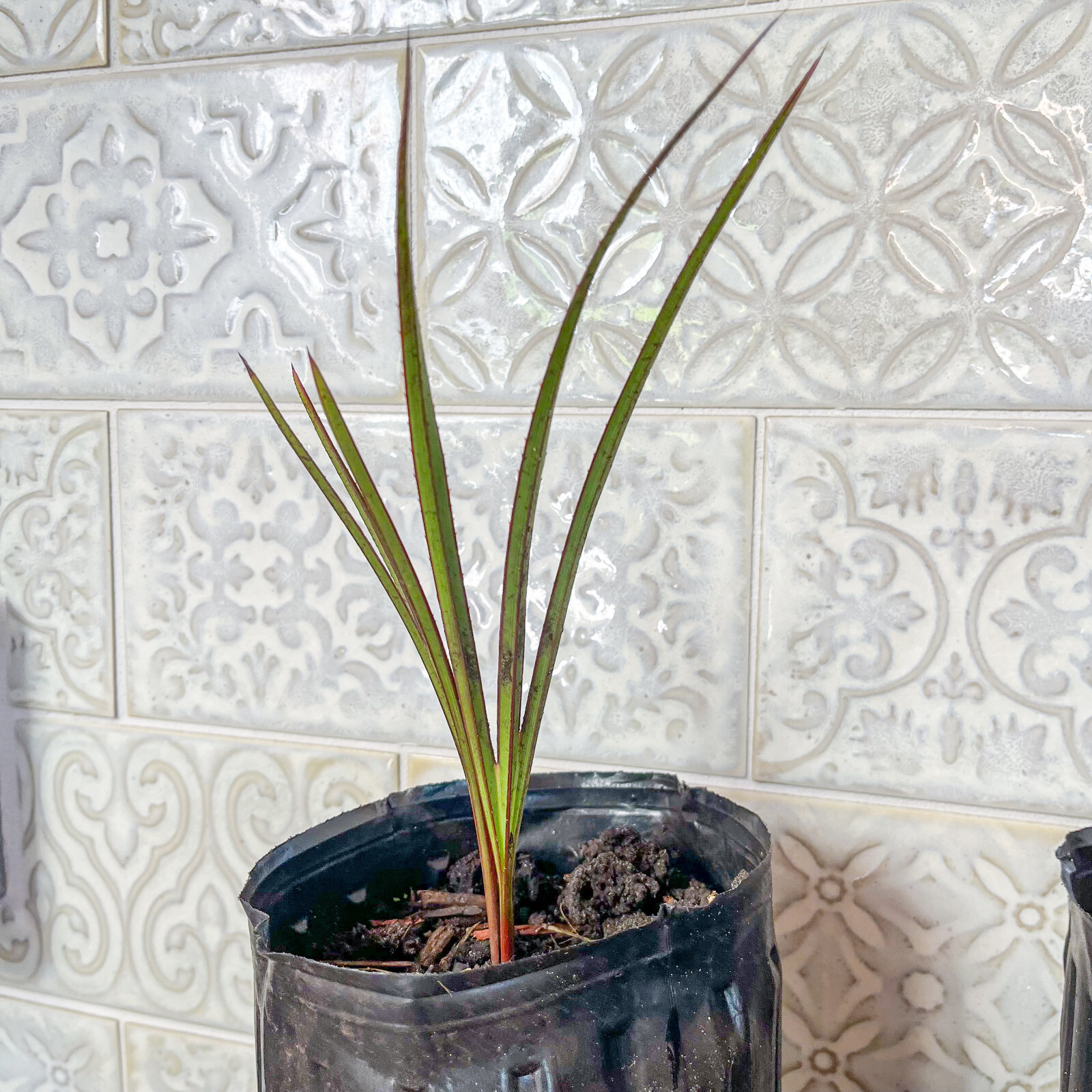 🌴 Latania Palm Seedlings- 6″-10″ Tall – FREE Shipping – Add to your collection!