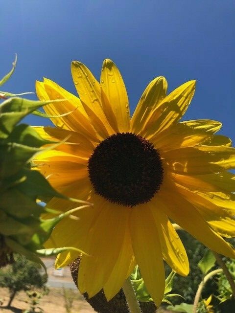30 Sunflower seeds Yellow Multi-heads 6 feet tall plus 2022 harvest