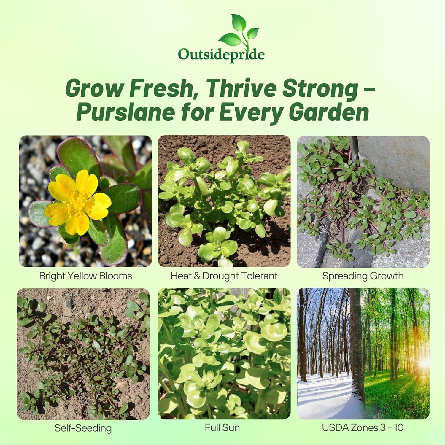 10000 Seeds Portulaca Green Purslane Herb Garden Plant Seeds