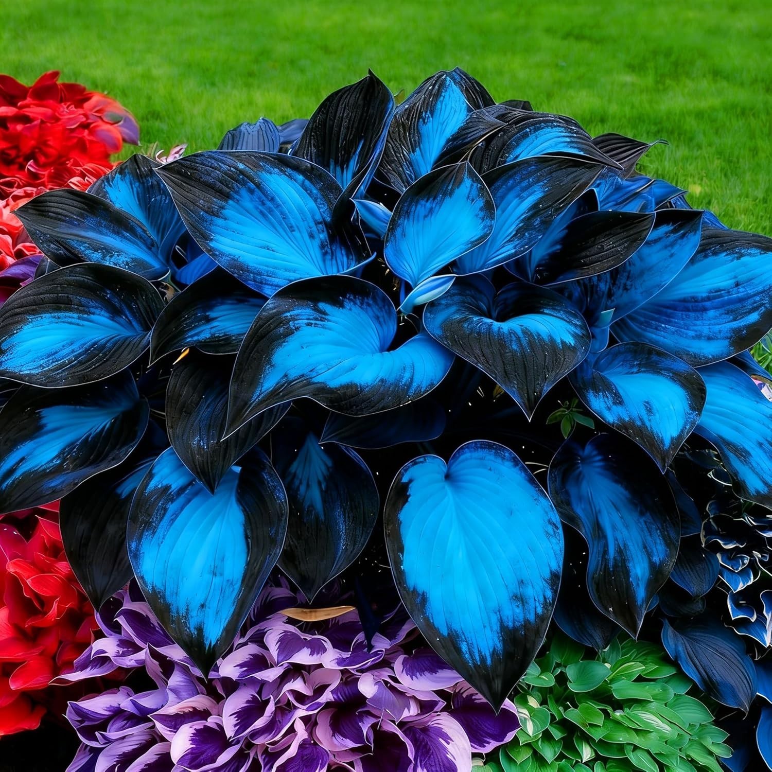 220+ Hosta Seeds Blue Perennial for Planting,Hosta Seeds Blue and Black,Rare Hos