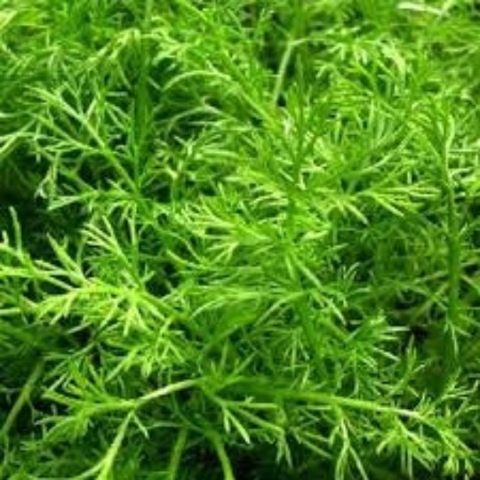 ROMAN CHAMOMILE SEEDS 100 Seeds, Anthemis nobilis, Organic, Herb, Tea Plant