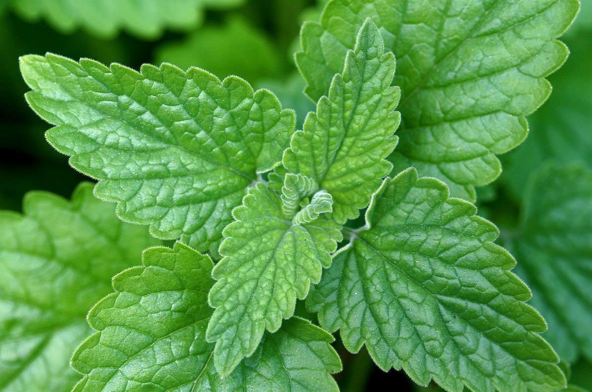 Catnip Seeds, Catmint Herb, Tracked Shipping, Nepeta catarian, Cat Lover