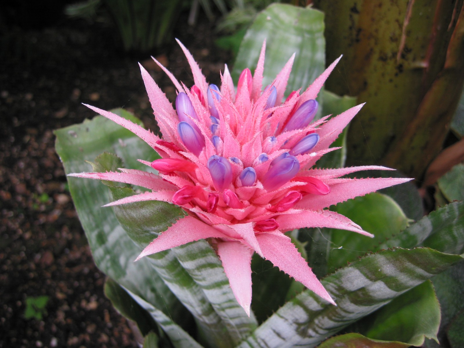 Pink Aechmea Fasciata Urn – FREE SHIPING – Silver Vase Bromeliad – 4″ to 6″