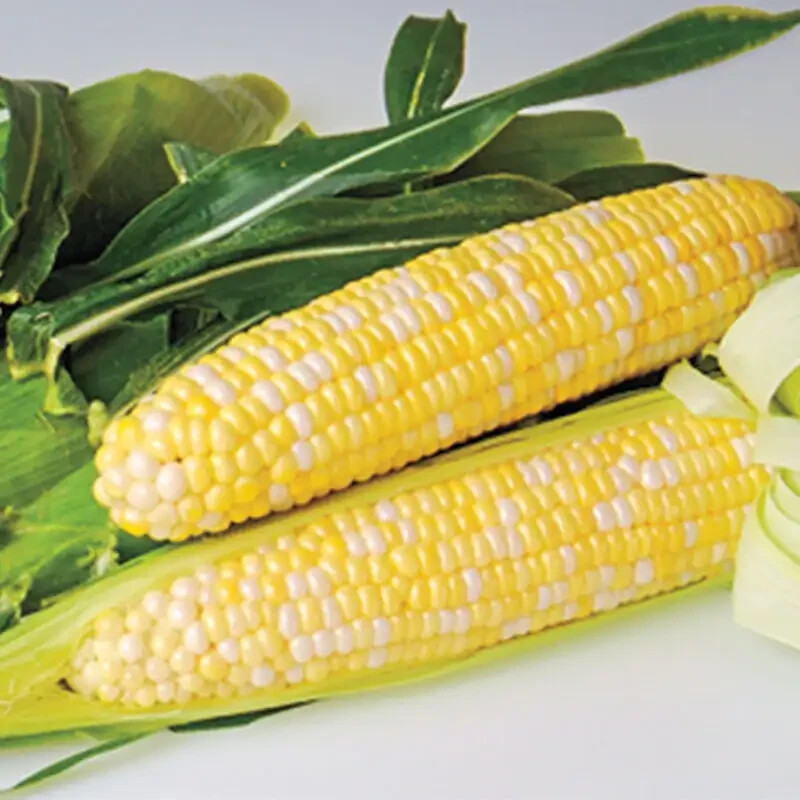 G90 Hybrid Sweet Corn Seed Bicolor Treated 100 Seeds, 1oz. 95% Germ.