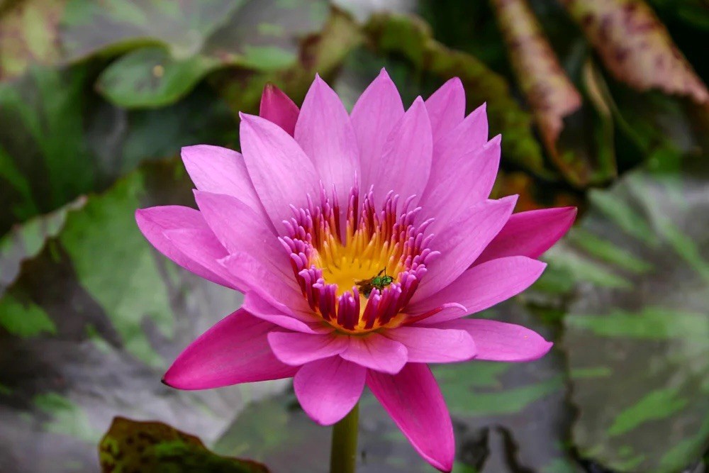 Evelyn Randig Tropical Water Lily / Mature Blooming