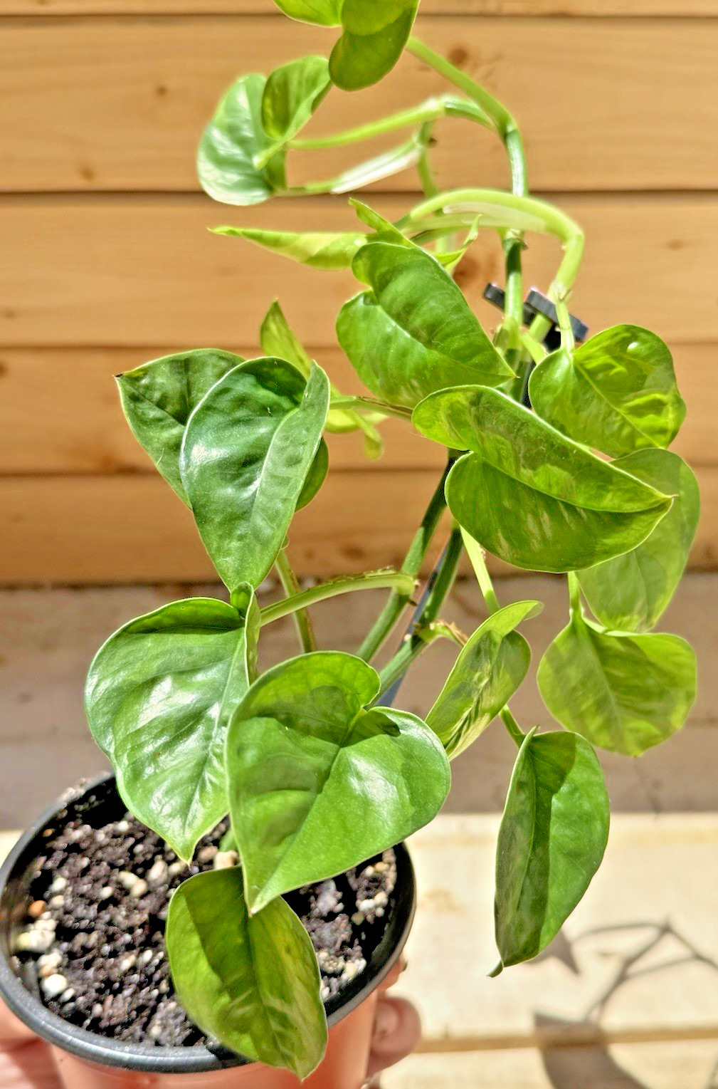 Emerald Pothos – Rooted in 4 inch Pot – Ready for 6 inch! Gorgeous!