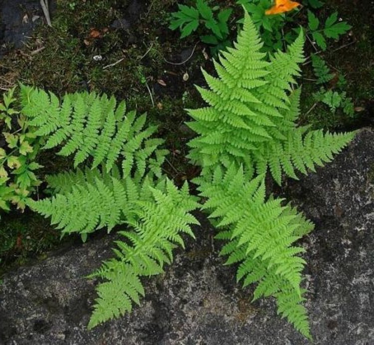Femina Fathyriuns Filixs Ferns Green To Purple Or Red 20 Bare Root Lady Rhizomes