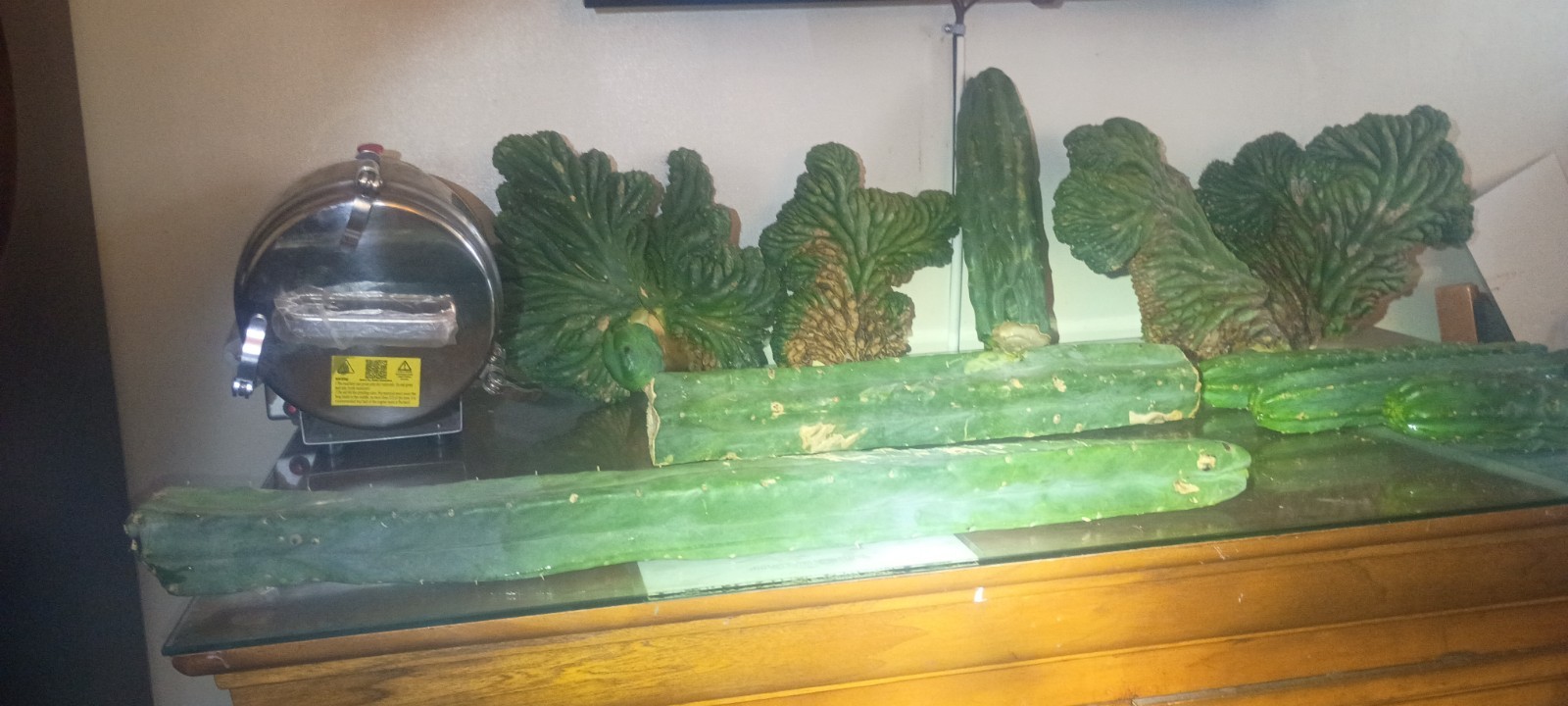 Green Crested Cactus Cuttings Lot – Clumping, Full Sun, 1 Pack