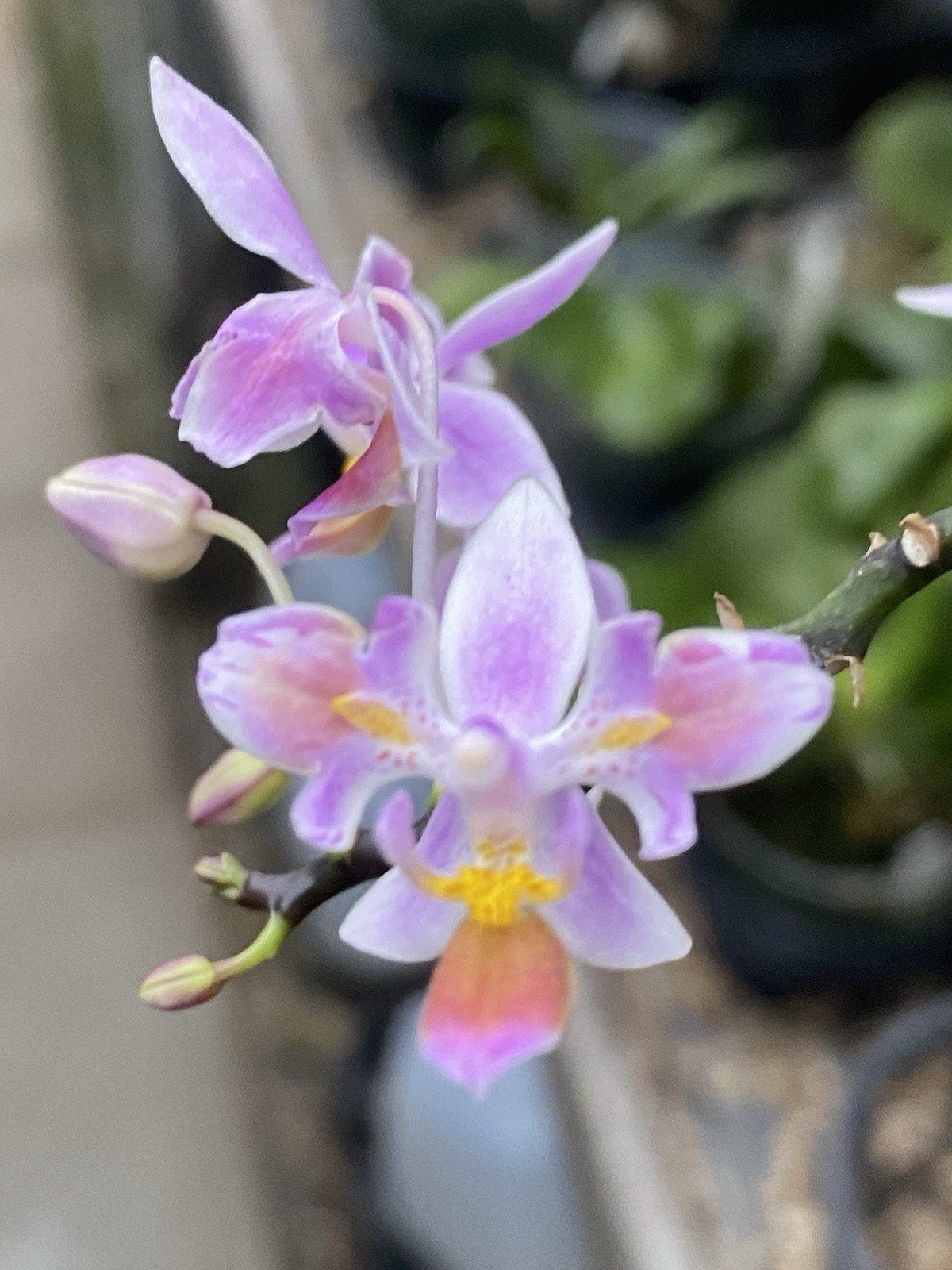 Original Phal Phalaenopsis species equestris ‘3 lips’-FRAGRANT