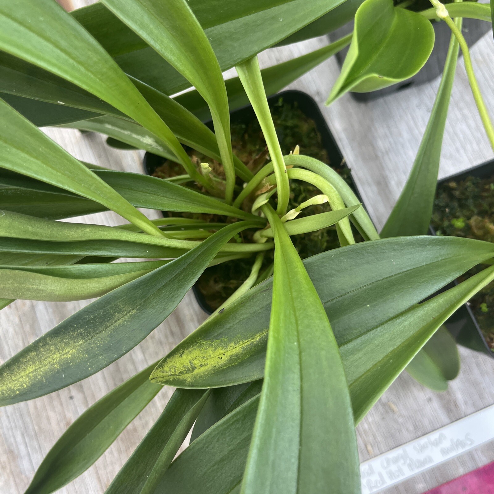 Masdevallia Division Cheryl Shohan ‘Red Hot Mama’ AM/AOS 4” Pot