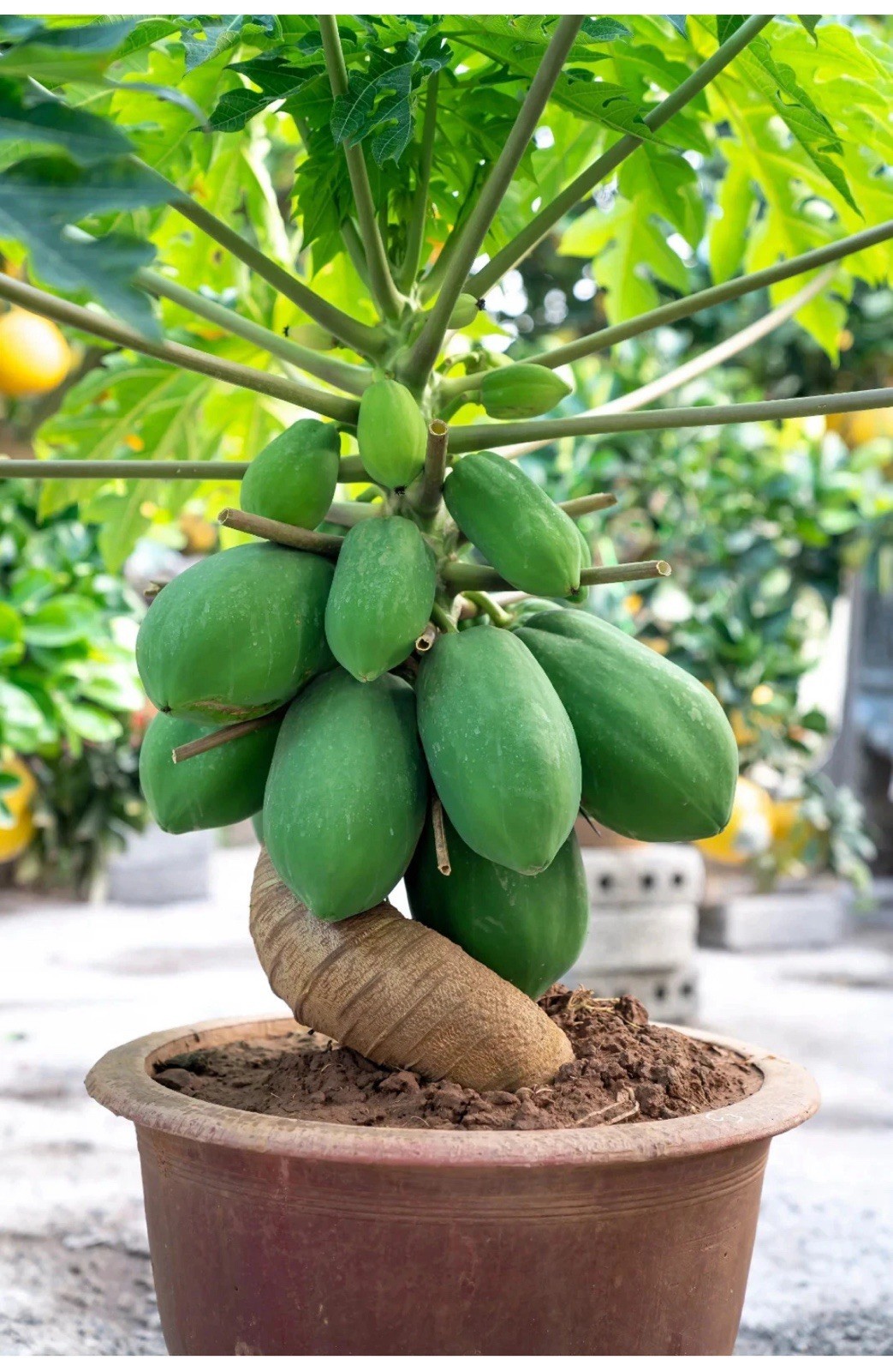 🟡Dwarf Solo Waimanalo Papaya Seeds 25ct 🌴Hawaiian Fast Fruit Houseplant