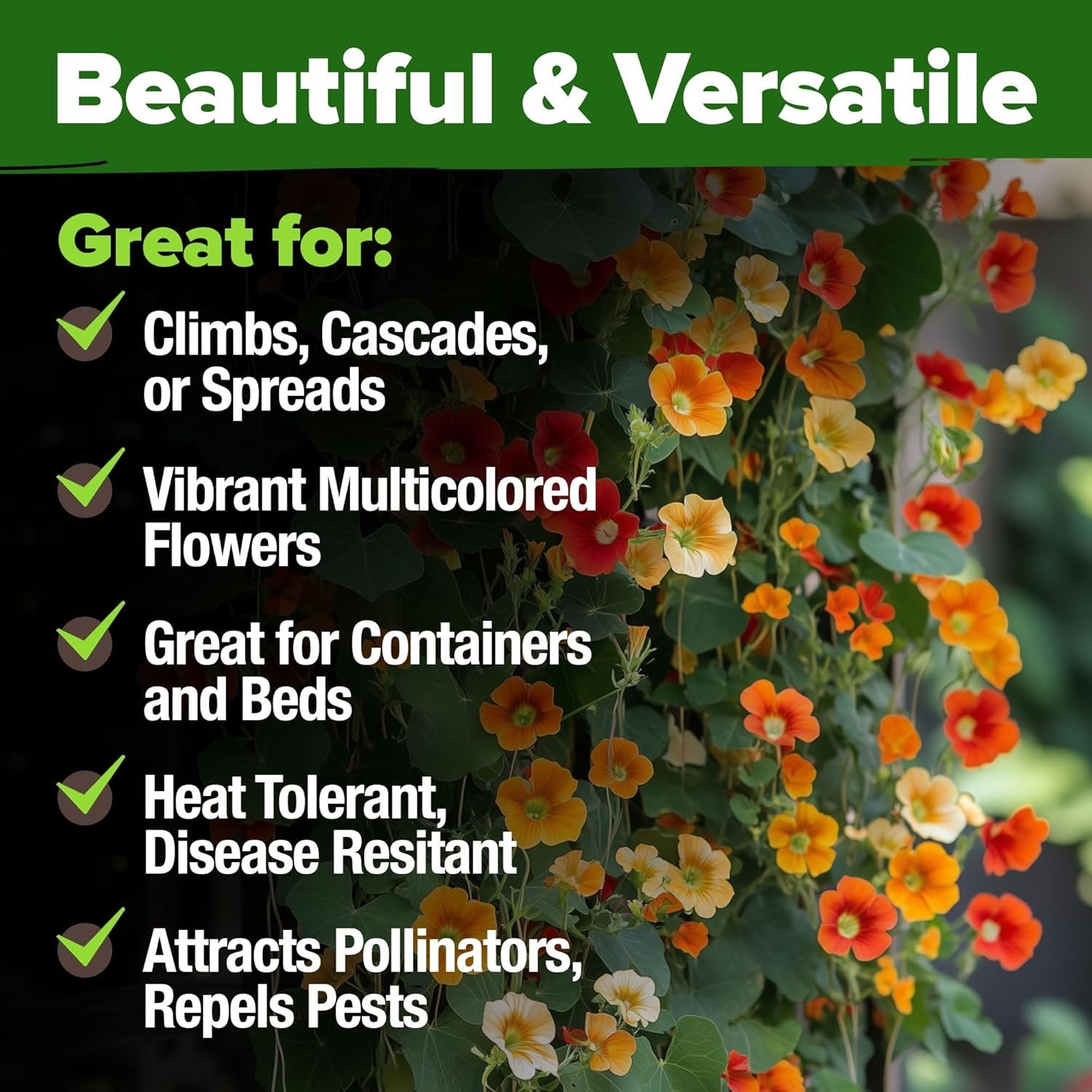 Vibrant Nasturtium Seeds – Grow 250+ Edible Flowers Beautifully in Your Garden