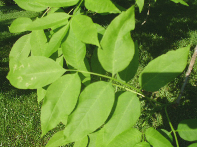 20 WHITE ASH SEEDS – Fraxinus americana