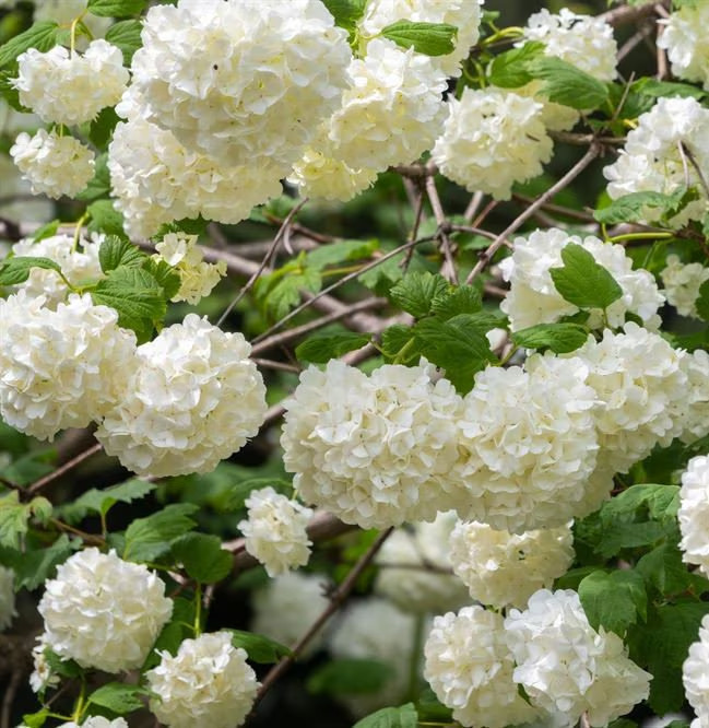 Chinese Snowball Sterile Viburnum 1 Live Plant in 3.5 Inch Pot White Flowers