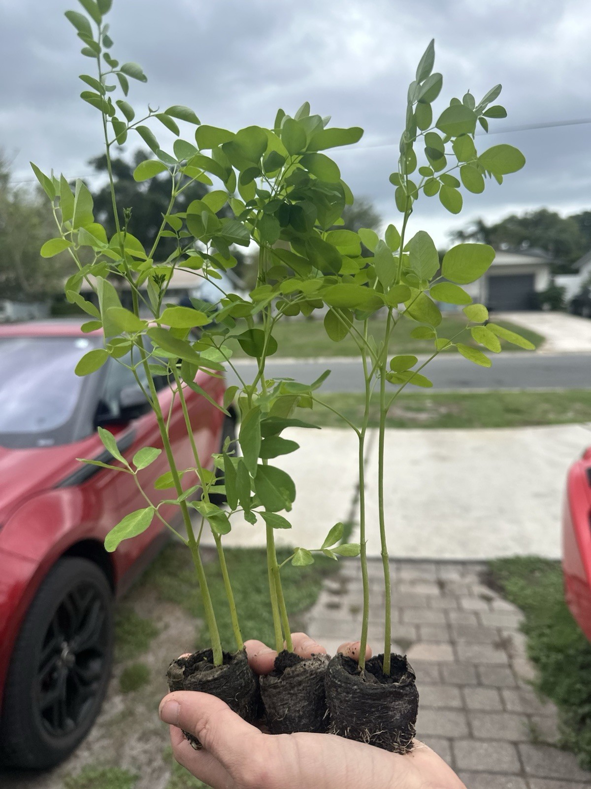 Moringa Plants 4 LIVE Seedling 1 Foot Tall Superfood Medicinal Tree Miracle Tree
