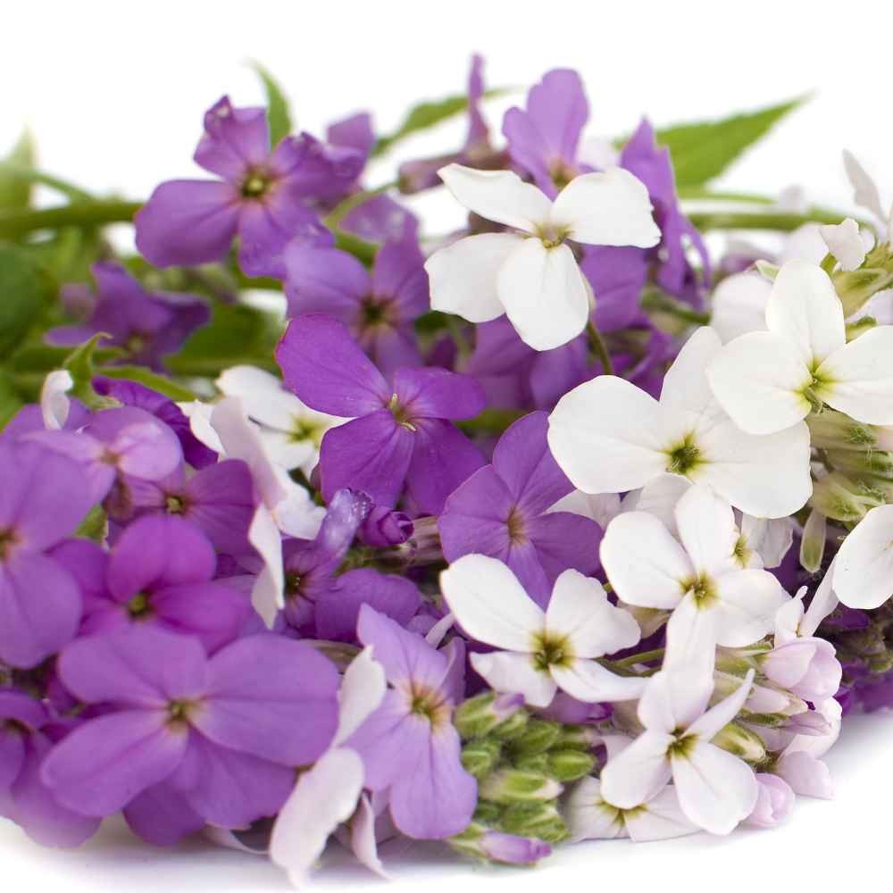 1 LB Dame’s Rocket Seeds – Hesperis Matronalis Wildflower Seed