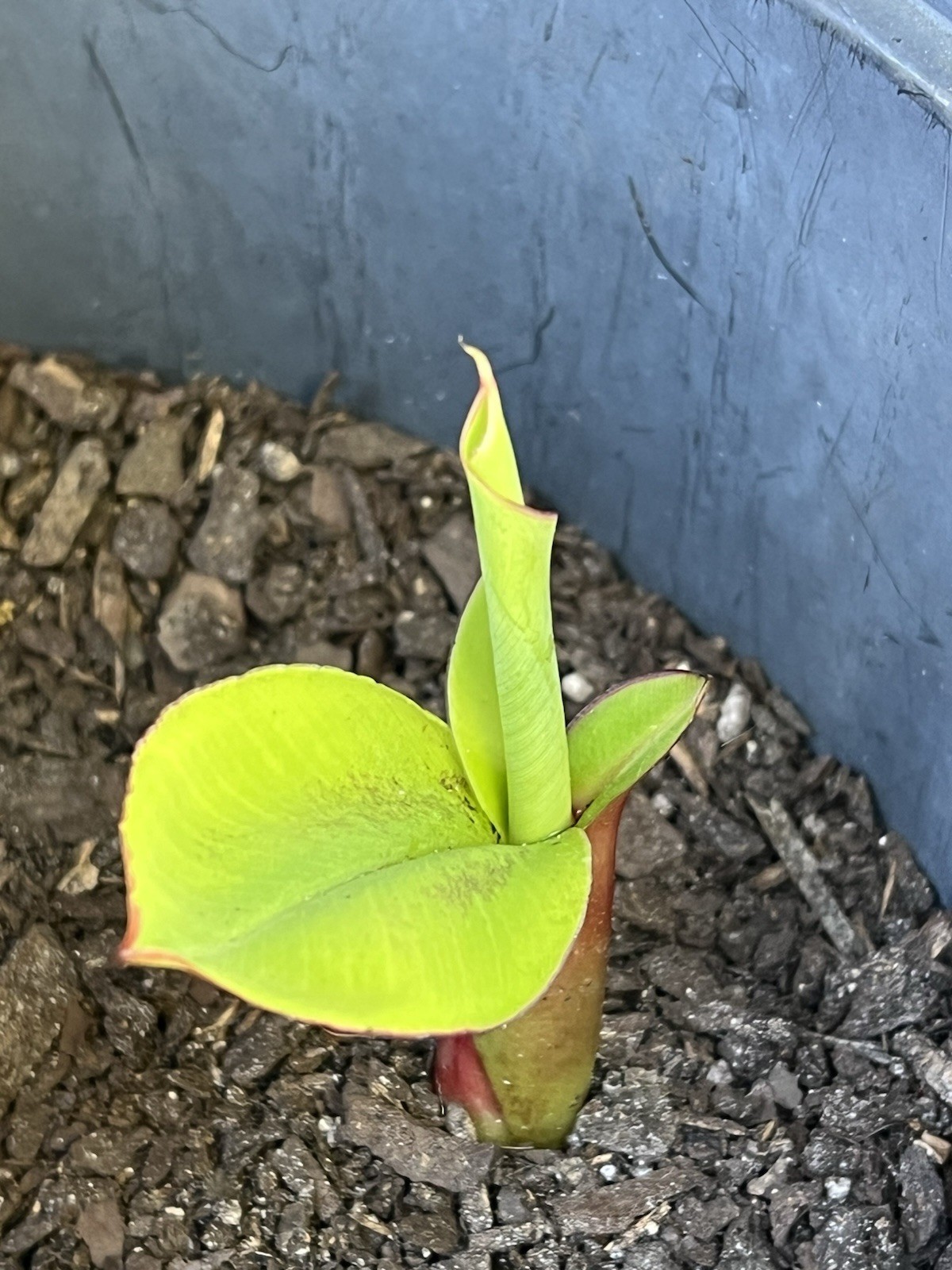 Live Burro Plantain Pups Potted Or with Rootball and Corm 10 Inch Tall Plant