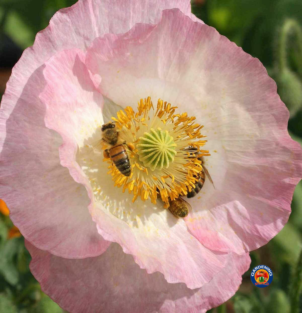 Papaver Corn Poppy Flower Seeds rhoeas Single Mixed (4000 to 198,000 SEEDS)
