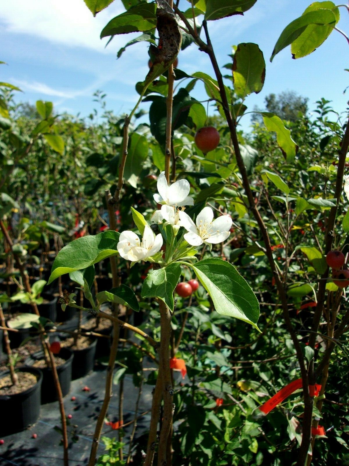 Dolgo Fruiting Crabapple Fruit Tree 4′-6′ Live Trees Plants Plant Crabapples