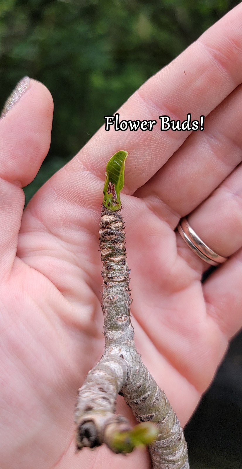 Adenium DOHFARENSE SUPERFAT Caudiciform 3 EXACTPlants 100%USAgrown RAREUncommon