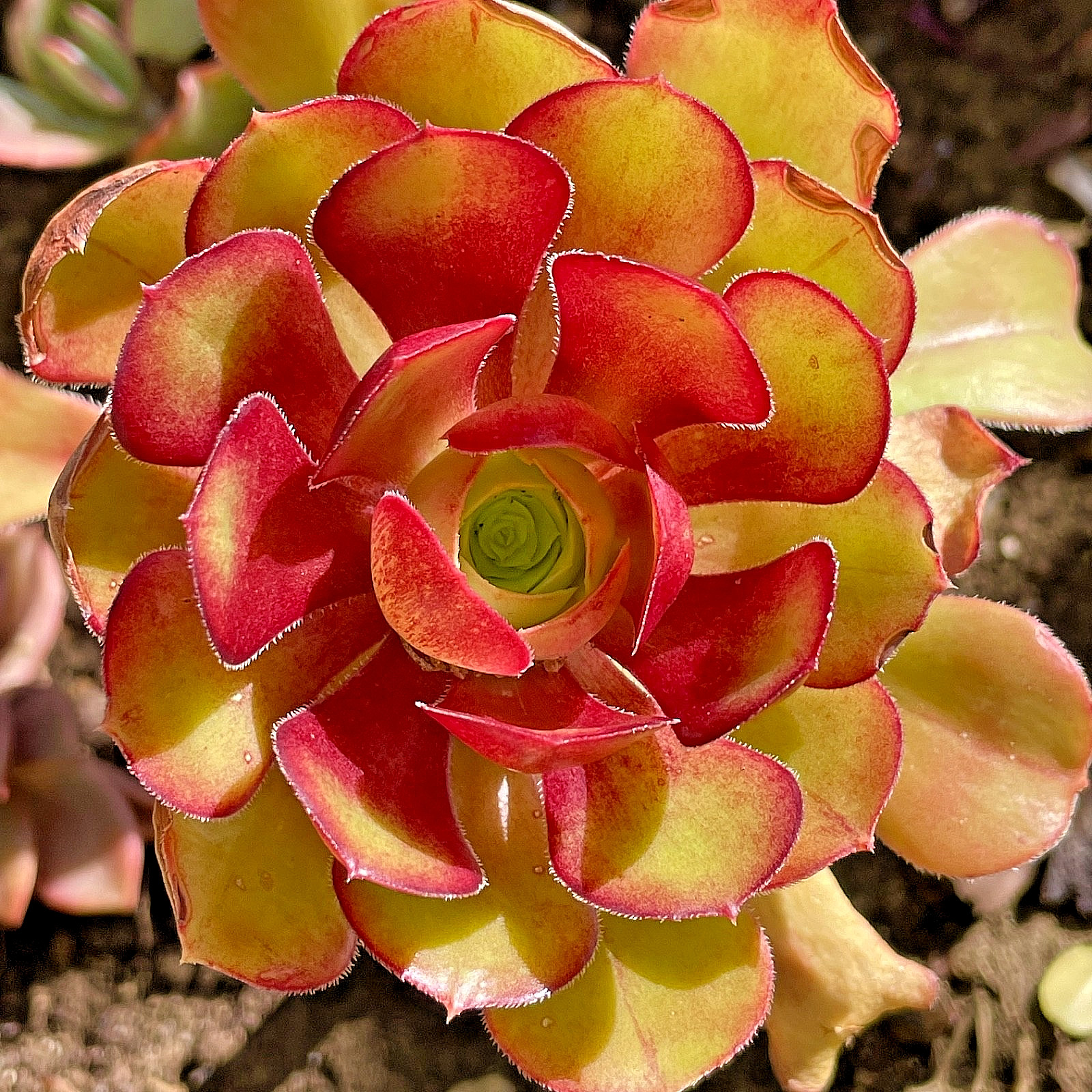 Rare Aeonium Blushing Beauty Healthy Live Plant Unrooted Succulent Cutting 3-4″