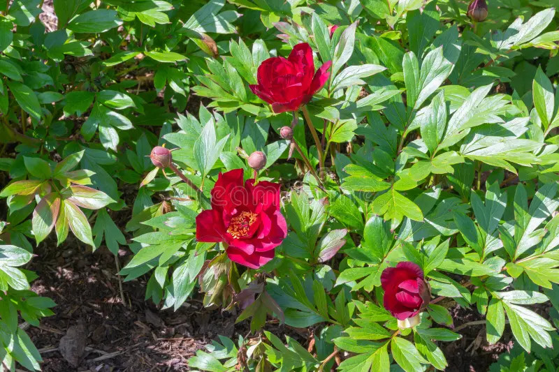 Scarlett Heaven Itoh Bareroot Peony, 2-3 Eye, Great for Fall or Spring Planting!