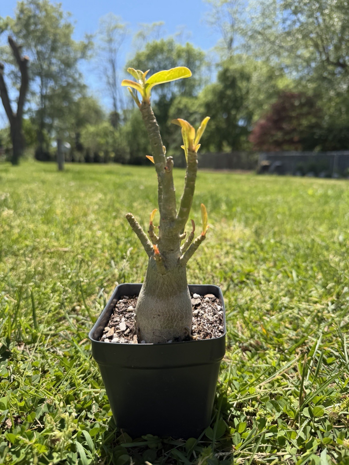 Pink Adenium Arabicum Desert Rose Live Plant Bare Root 4in