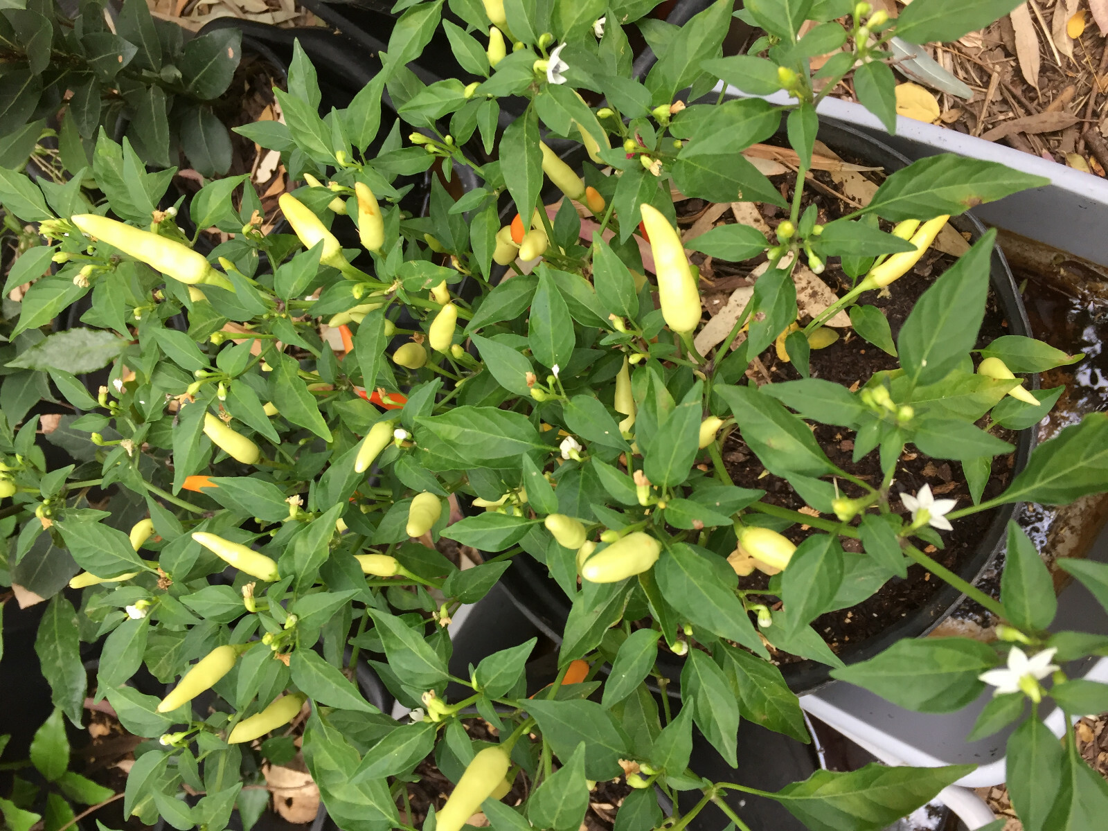 Thai White Chili Pepper Rare Heirloom Strain Extremely Hot Discovered in 1971!