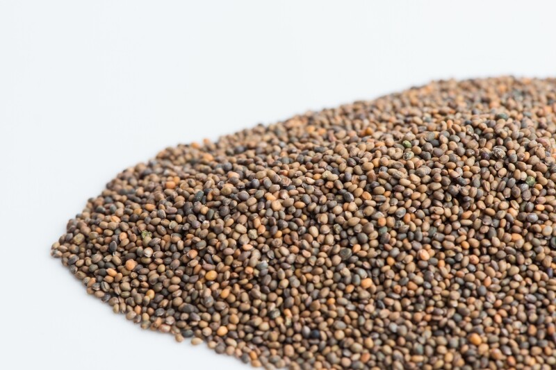 Arugula, NON GMO microgreen seeds for Sprouting Sprouts