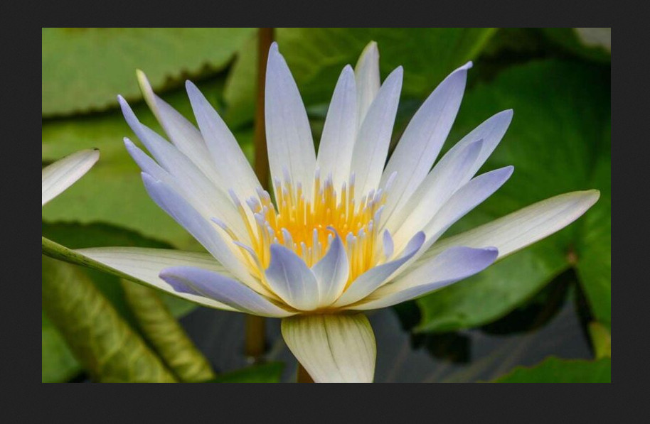 Dauben Tropical Pygmy Water Lily (Anual)