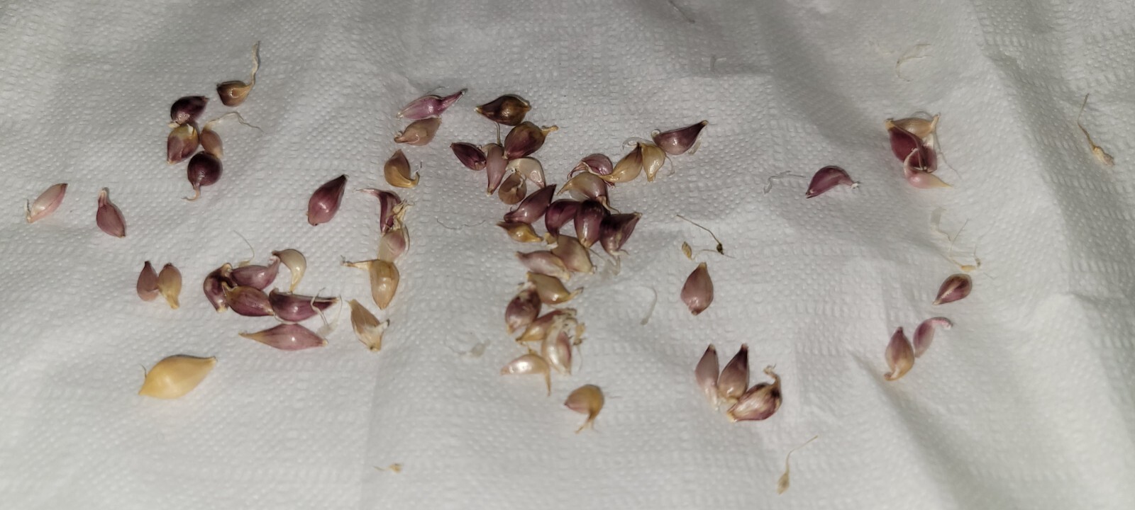 Organic Grown Hardneck Purple Garlic Bulbils (NOT BULBS) For Plant 100 Pcs
