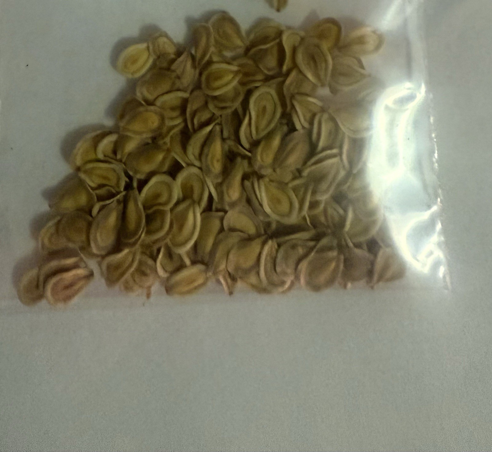 5 Seeds Tavaresia Grandiflora Barklyi Rare Exotic Succulent No Orbea Duvalia