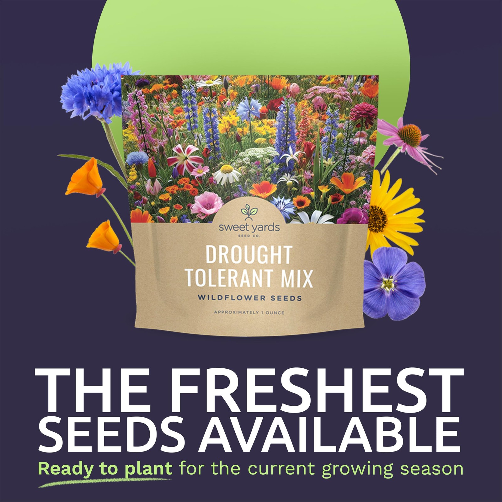 Drought Tolerant Wildflowers Mix – Extra Large Packet – Over 7,500 Open Polli…