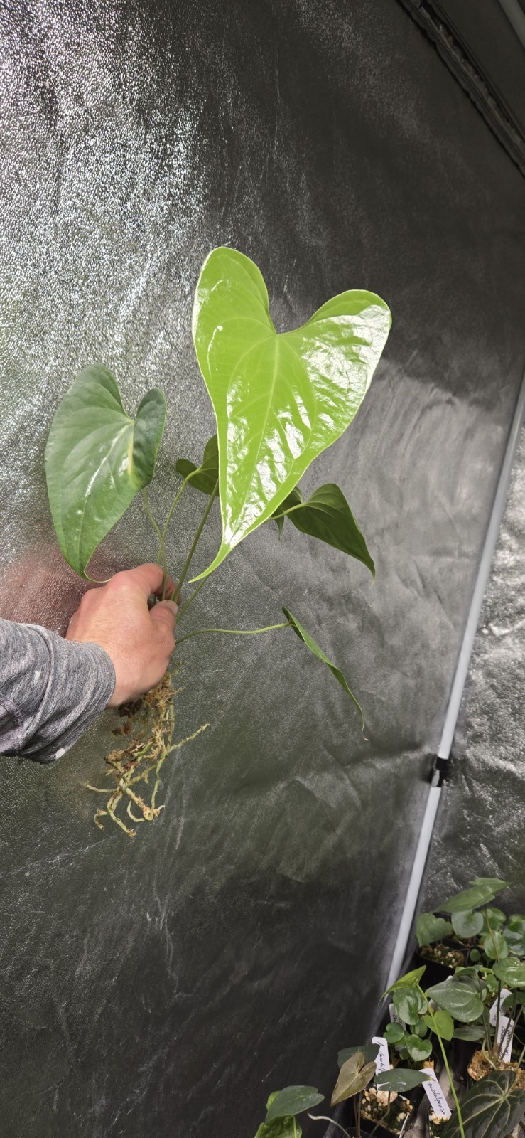 Anthurium umbrosum BL3