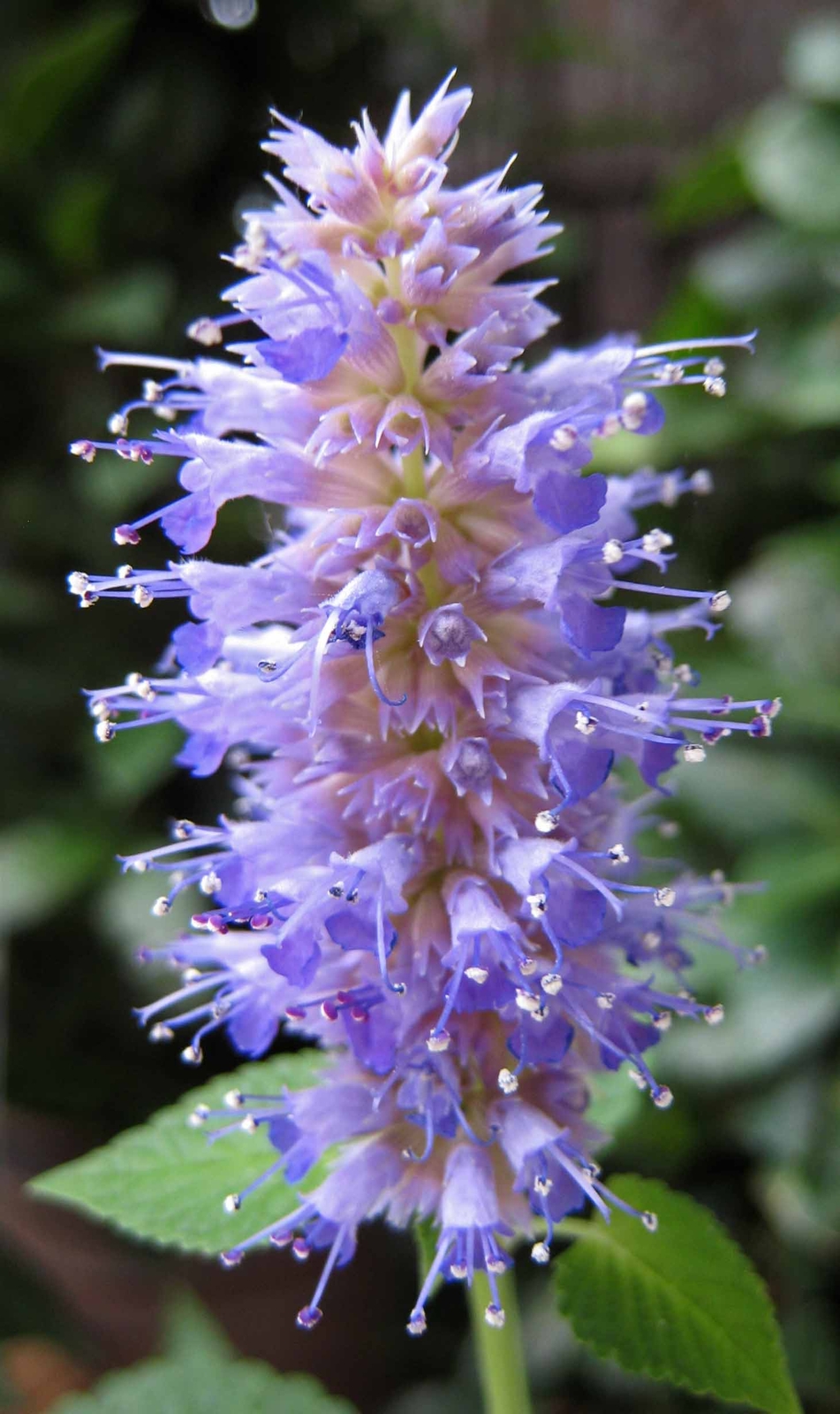 500 ANISE HYSSOP Seeds (Agastache foeniculum) | NON-GMO | Free shipping