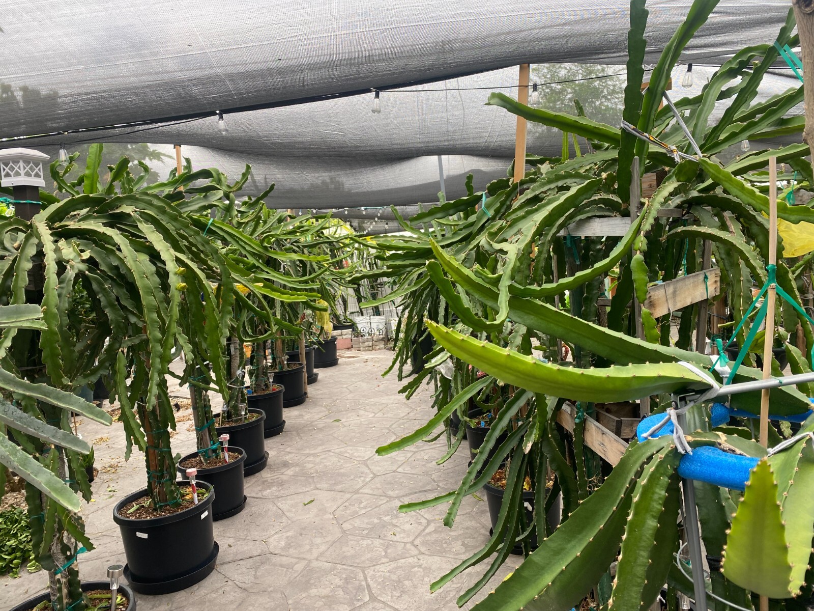 ULTRA RARE DRAGON FRUIT CUTTINGS – MULTIPLE VARIETIES – 8″ – 12: SIZE