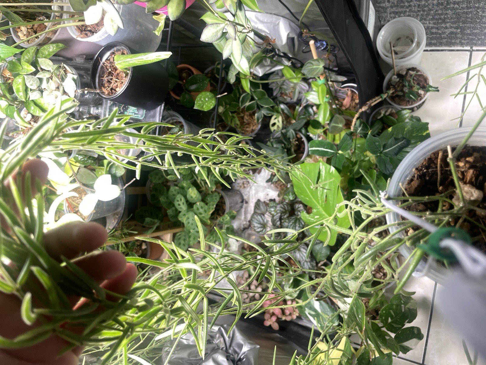 Hoya Linearis Mother Plant Rare