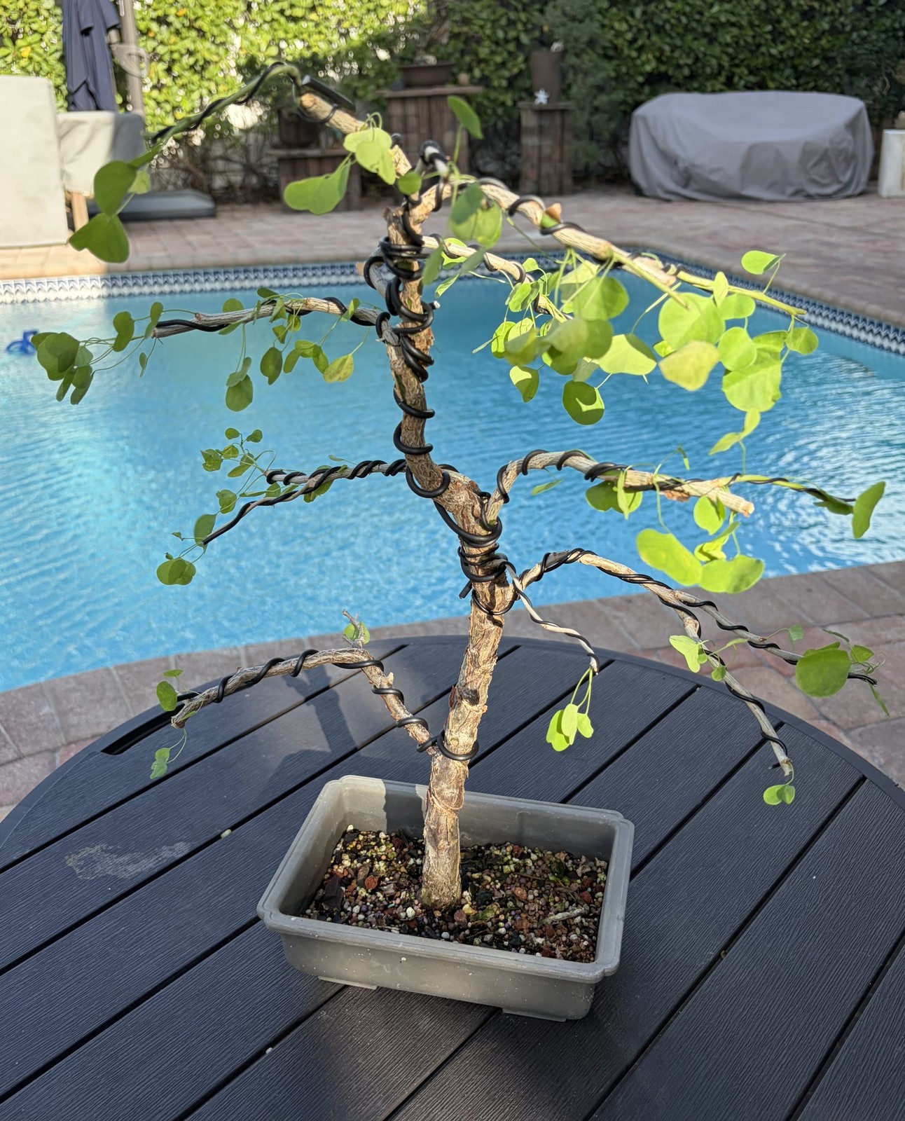 Florida Aspen Shohin Bonsai