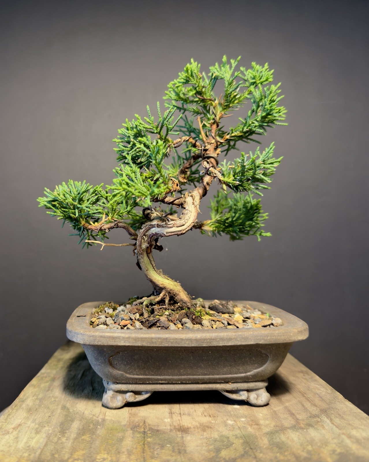 Shimpaku Mame Bonsai Itoigawa 8” Tall Jin/Shari, Yixing pot W Chop
