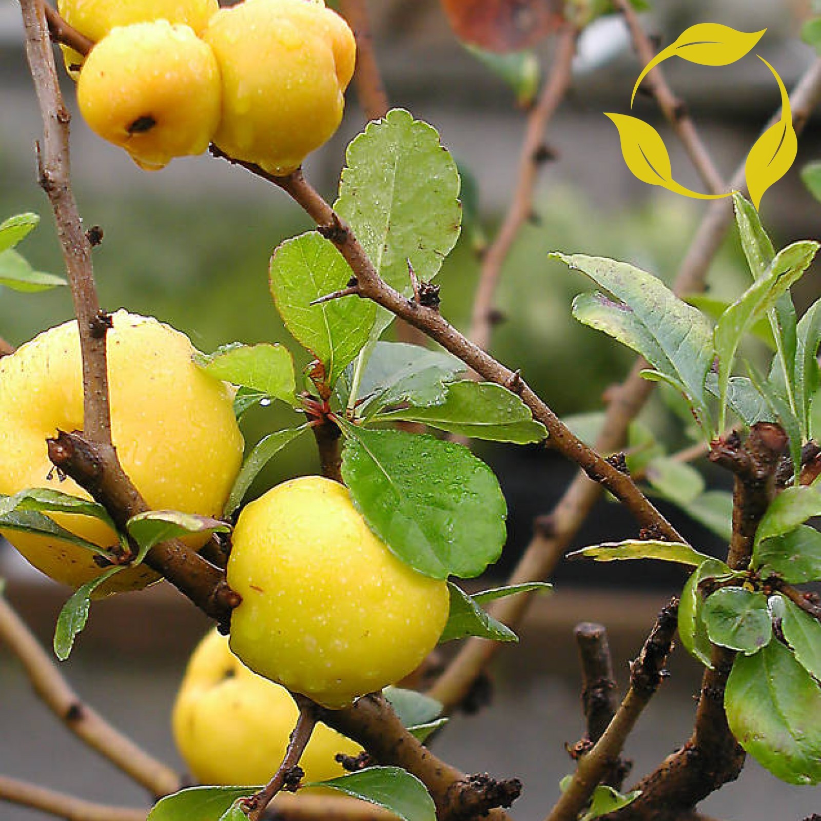 JAPANESE QUINCE Chaenomeles Japonica 8,15,20 SEEDS