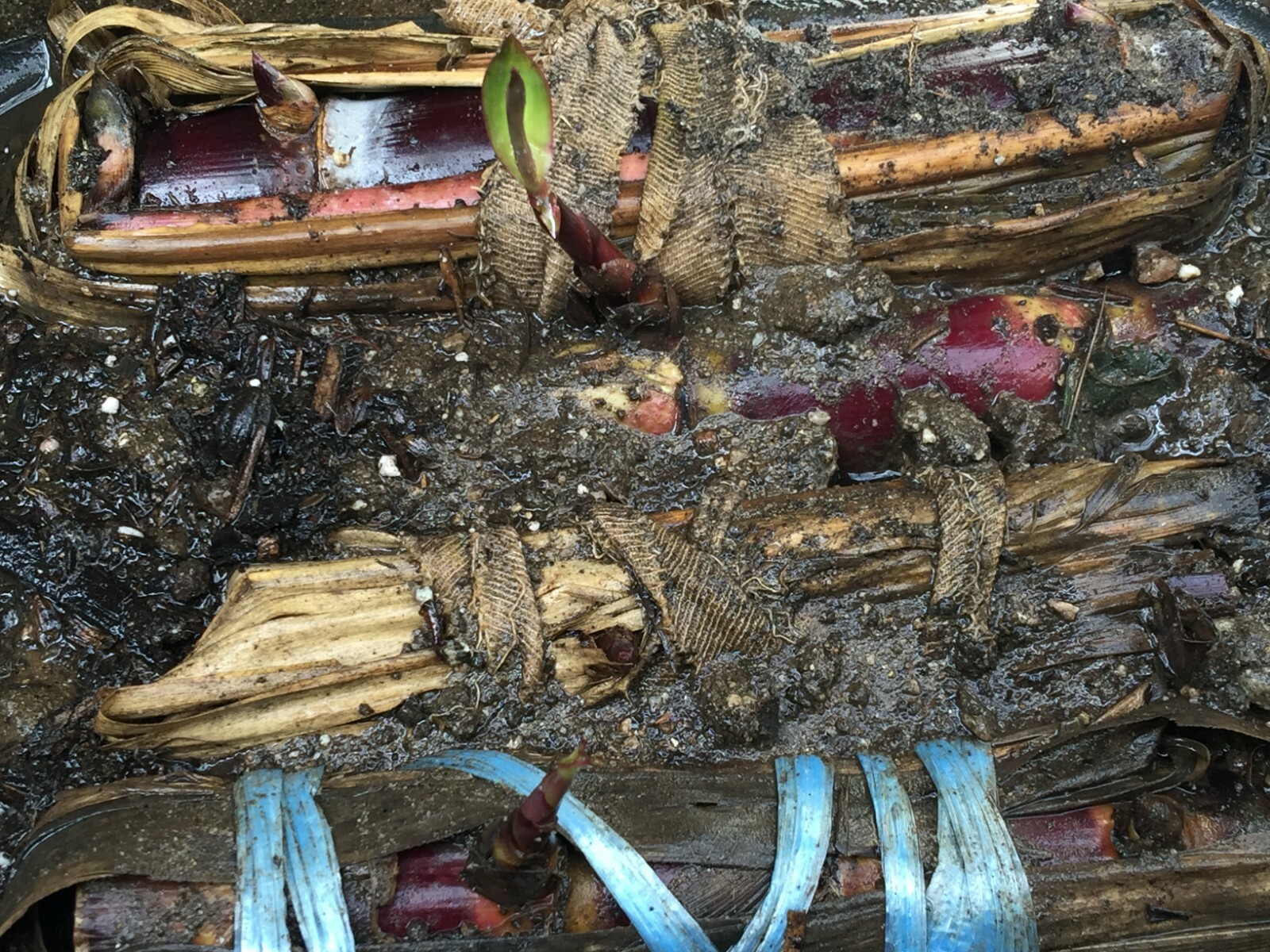 2 Germinated Rooted Live Sugarcane Plants, Garden Organic Sugar Cane Green