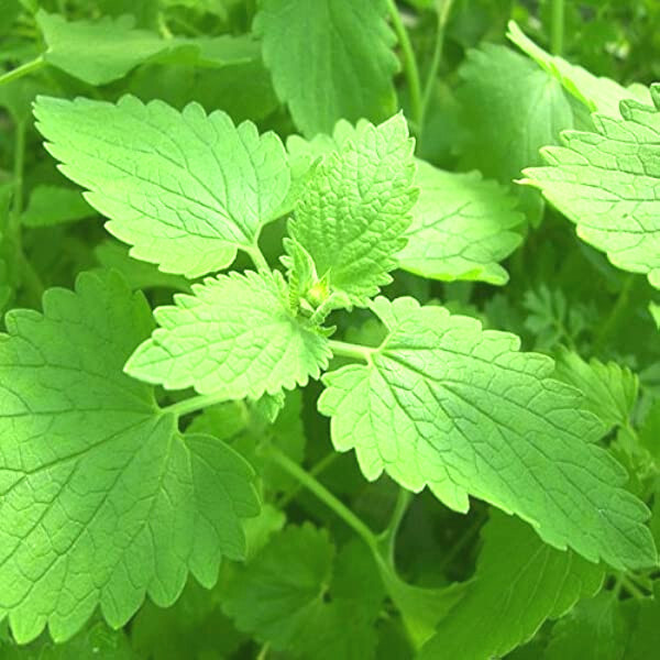 CATNIP ‘Nepeta cataria’ 50+ SEEDS